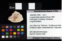 Foto (Objket + Etiketten) von Longodromites angustus (Reuss 1858) 